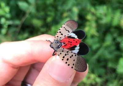 A close up shot of a spotted lanternfly, held between a thumb and forefinger.